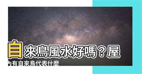 自來雀好嗎|【自來雀】「居家必備！自來雀風水大解析，讓你的屋子迎來好運。